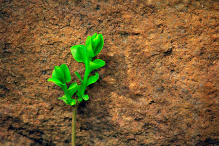Plant stone background shadow nobodyの写真素材