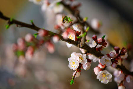 Apricot tree flower bloom nobody