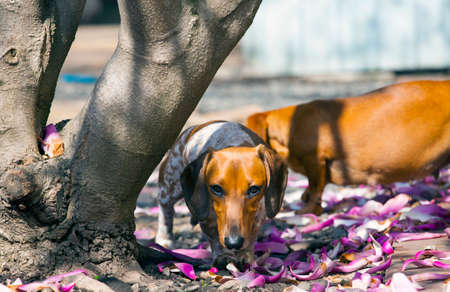 Dachshund dog in garden with magnolia petal on  the groundの写真素材