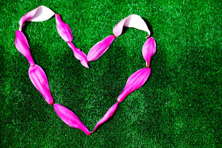 magnolia petal heart symbol nobodyの写真素材