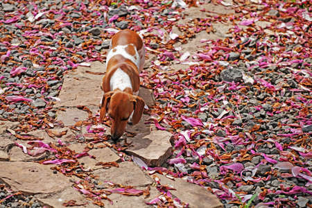 Dachshund dog garden magnolia petalの写真素材