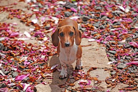 Dachshund dog garden magnolia petalの写真素材