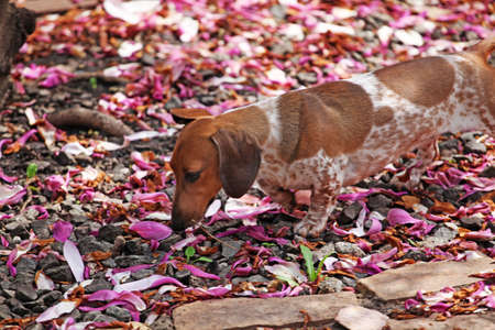 Dachshund dog garden magnolia petalの写真素材