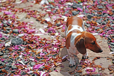 Dachshund dog garden magnolia petalの写真素材