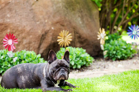 black french bulldog portrait gardenの写真素材