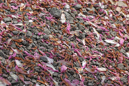 garden magnolia petal stone background nobodyの写真素材
