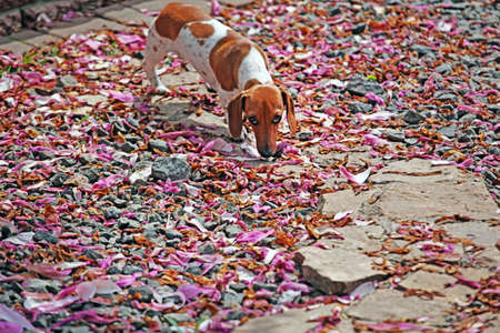 Dachshund dog garden magnolia petalの写真素材