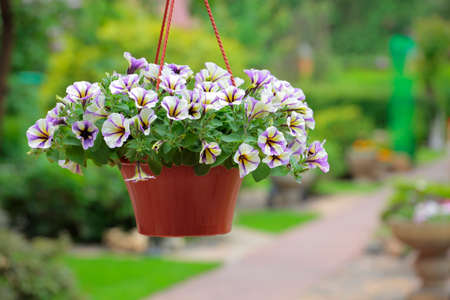 garden flower plastic brown pot nobodyの写真素材