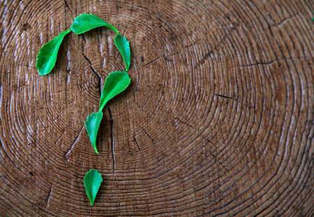 succulent plant question mark stub background nobodyの写真素材