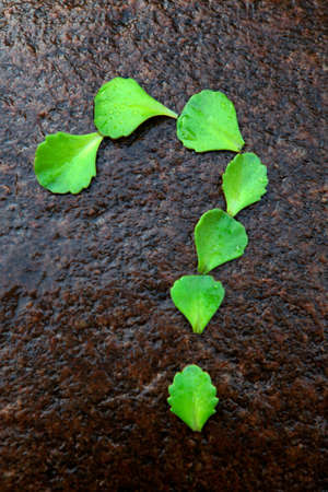 succulent plant question mark stone background nobody