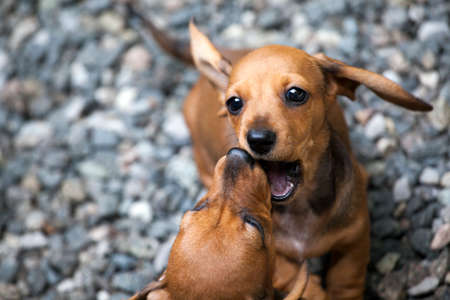 dachshund puppy portrait stone backgroundの写真素材