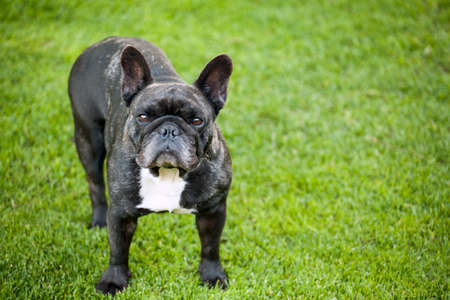 black french bulldog portrait grass backgroundの写真素材