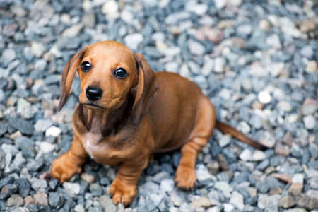 dachshund puppy portrait stone backgroundの写真素材