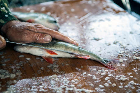 fish clean wooden table backgroundの写真素材