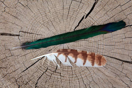 bird feather wooden stub backgroundの写真素材