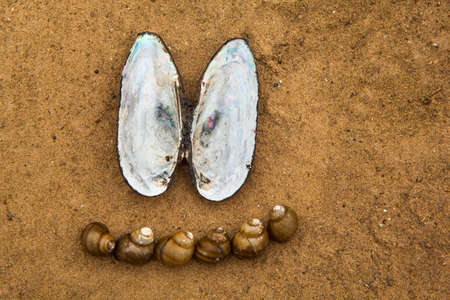 sea shell beach sand background
