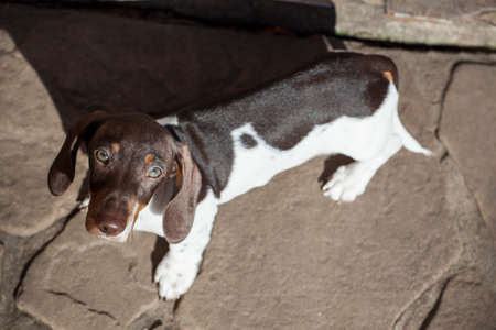 puppy dog portrait sun lightの写真素材