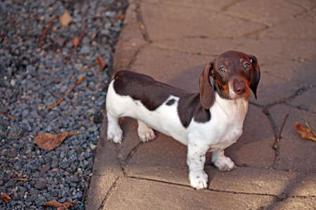 puppy dog portrait sun lightの写真素材