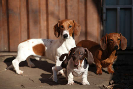 puppy portrait wooden fence backgroundの写真素材