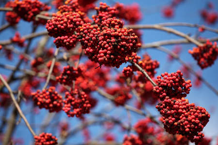 mountain ash autumn tree backgroundの写真素材