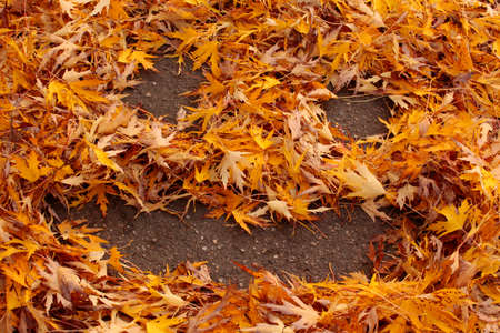 autumn maple leaf asphalt roadの写真素材