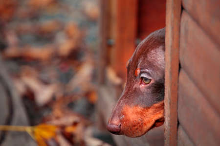 wooden dog kennel puppy portraitの写真素材