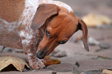 dachshund dog portrait autumn leaf stone road background