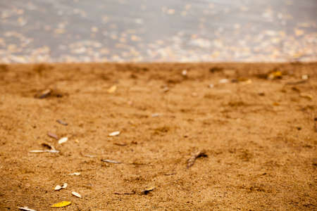 beach sand autumn leaf backgroundの写真素材