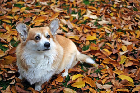 dog portrait autumn leaf backgroundの写真素材