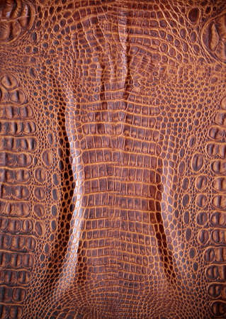 natural brown crocodile leather backgroundの写真素材