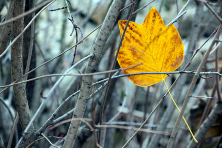 autumn leaf tree forest background