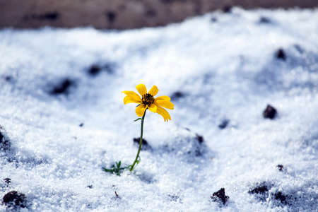 flower snow ice ground backgroundの写真素材