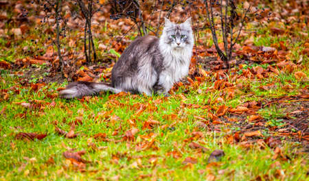 cat portrait grass autumn leafの写真素材