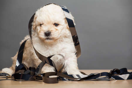 puppy portrait video film tableの写真素材