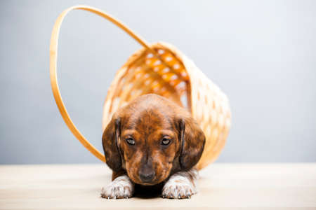 dog portrait basket table backgroundの写真素材