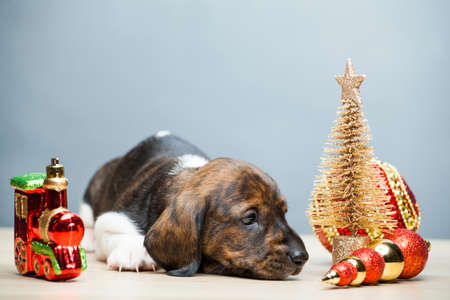 puppy portrait new year toy table background
