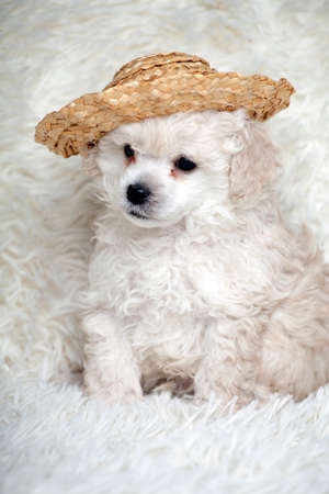 puppy portrait hat wool plaid backgroundの写真素材