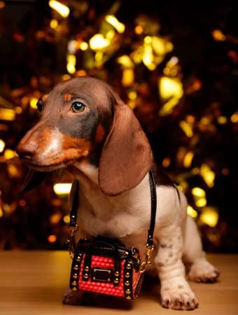 dog portrait bag gold bokehの写真素材