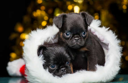 puppy portrait hat dark background