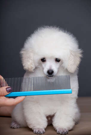 dog portrait hairbrush hand tableの写真素材