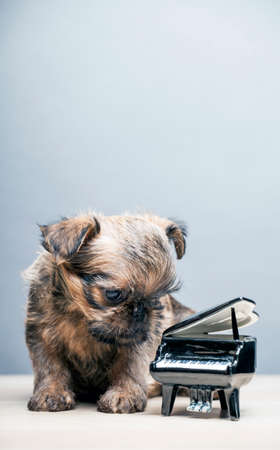 dog portrait piano gray backgroundの写真素材