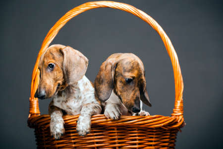 dog portrait basket dark backgroundの写真素材