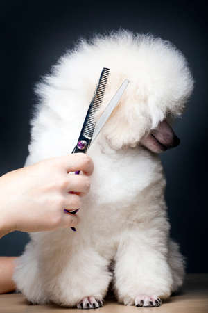 dog portrait scissors hand tableの写真素材