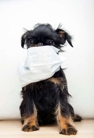 image of dog with mask on white backgroundの写真素材