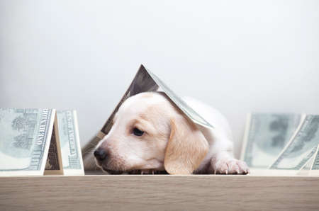 image of dog with money on white backgroundの写真素材