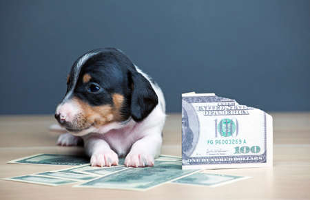 image of dog with money on dark backgroundの写真素材