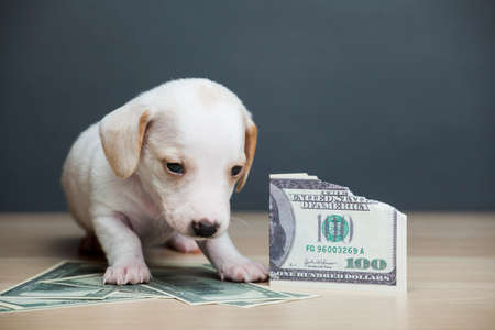 image of dog with money on dark backgroundの写真素材