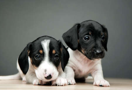 image of dogs on table, dark backgroundの写真素材