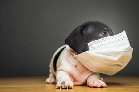 image of dog with mask on dark backgroundの写真素材