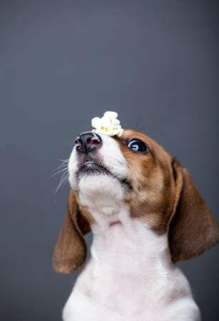 image of dog with popcorn on dark background